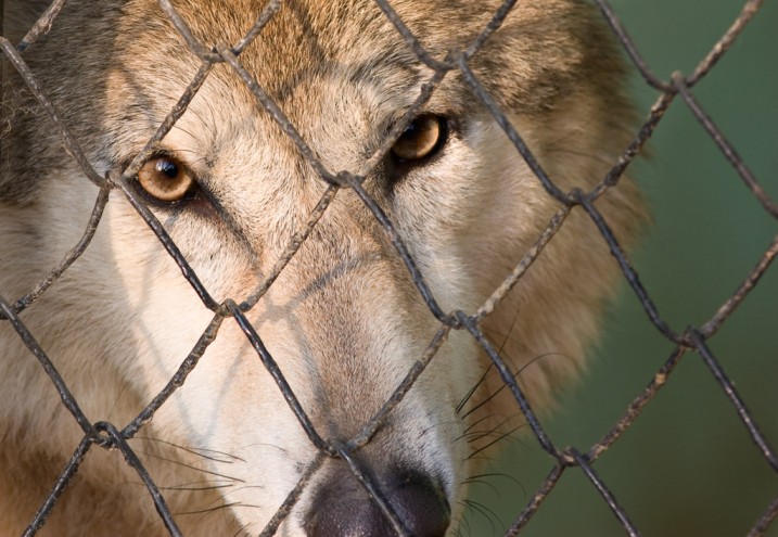This is how I feel, fenced in from what I long for…